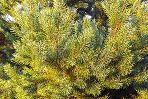 Fir branches and cones with a cloudy sky. photo