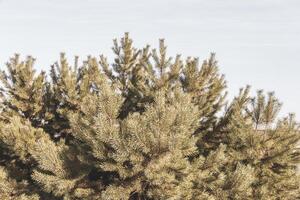 Fir branches and cones with a cloudy sky in Brest Belarus. photo