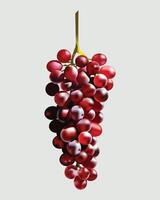 Bunch of red grapes hanging vector
