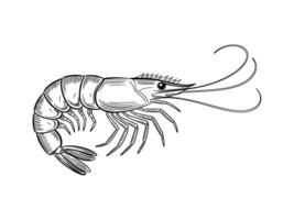 Shrimp illustration isolated on white background vector