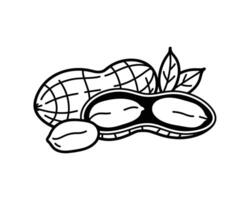 A black and white drawing of a nut and beans vector