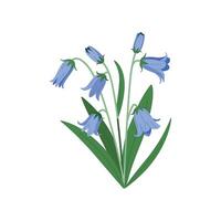 Bluebells on a white background vector