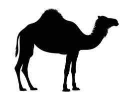 A silhouette of a camel on a white background vector