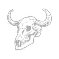 Bovine Skull Illustration with Curved Horns vector