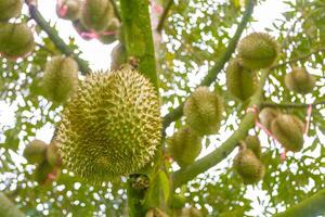 Durian Tree with Spiky Fruits Hanging from Branches in Nature photo