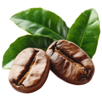 Two roasted coffee beans are placed front of vibrant green coffee leaves, creating fresh and aromatic composition. rich brown color of beans contrasts with lush green leaves, evoking sense png
