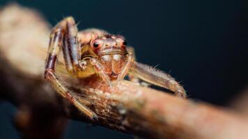 Jumping spider sitting on a branch, extreme close-up portrait photo