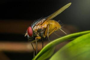 Yellow fly standing on green leaf, macro photography of insect photo