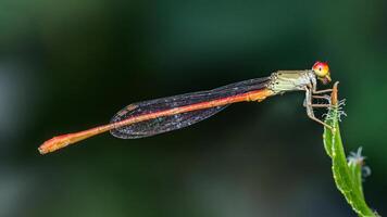 Tiny damselfly perching on green leaf, a macro photography delight photo