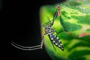 Asian tiger mosquito resting on a dew-covered leaf photo