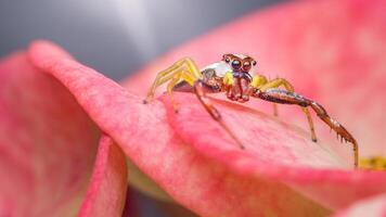 A Jumping spider walking on a pink flower petal photo