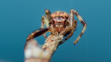 Jumping spider perched on branch with intense gaze and blue background photo