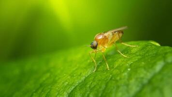 Tiny fly perched on vibrant green leaf in lush natural setting photo