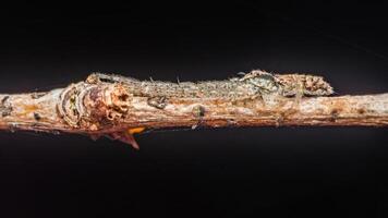 Tiny crab spider camouflaging on a branch photo