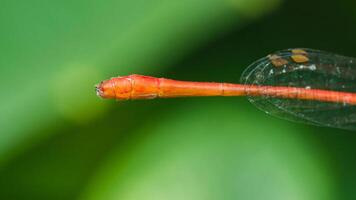 Red damselfly showing its abdomen and transparent wings photo