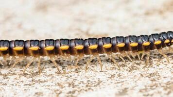 Yellow-spotted millipede crawling on a concrete surface photo
