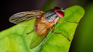 Close-up of fly standing on green leaf, insect macro photography photo