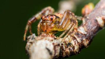 Jumping spider sitting on a branch, close-up macro photography photo