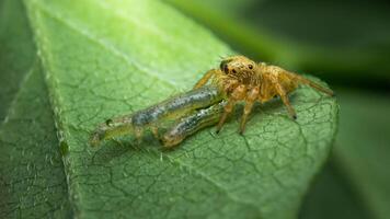 Jumping spider eating a caterpillar on a green leaf photo
