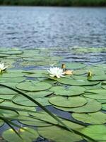 White water lilies blooming in a lake surrounded by green lily pads photo