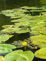 Yellow water lily blooming among green lily pads in a pond photo