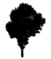 Isolated tree silhouette for brush on transparent background,High quality tree, Black tree silhouette canopy, dense foliage, transparent background, high resolution, perfect for design projects. png