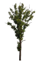 single tree on transparent picture background,High quality tree group isolated on transparent background png