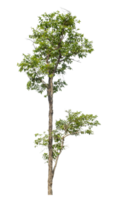 Real tree with green leaves,High quality tree group isolated on transparent background png
