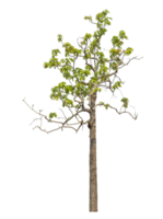 Real tree with green leaves, tree on transparent background.High quality tree group isolated on transparent background png