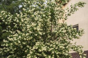 Blooming big jasmine tree. The tree blooms many and thickly. Green leaves and white flowers. The tree grows against the background of the wall of a beige house. photo