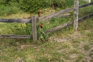 Irises, rich orange color against the background of a rural wooden fence with grass and trees. In the background are dense green bushes. High-quality photo