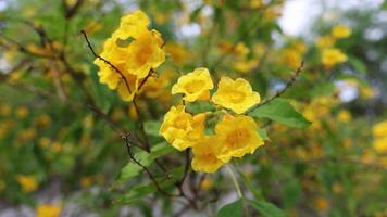 Yellow flowers gently swaying in the wind. video