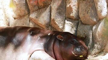 A pygmy hippo relaxes in a zoo enclosure video