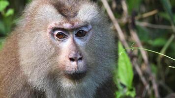 Monkey displaying various facial expressions outdoors video
