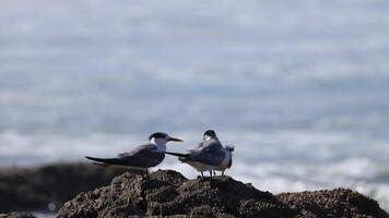 Birds engaging and communicating on coastal rocks video