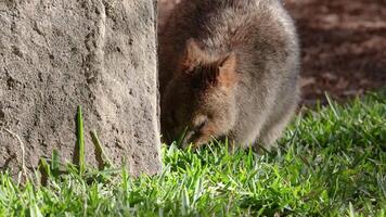 Quokka eating grass beside a tree trunk video