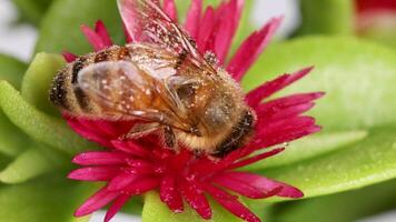 A honeybee gathers nectar from a vivid pink flower, captured in detailed macro photography with bright, natural lighting video