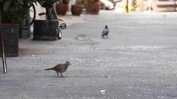 Pigeons walking and feeding on a path video