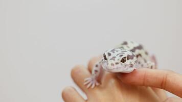 A leopard gecko calmly rests on a person's hand in a well-lit setting, showcasing gentle interaction video