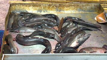 Live catfish displayed in a market setting video