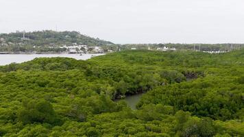 Drone footage captures expansive mangrove forest and winding river under overcast skies, showcasing natural beauty and serene landscape video