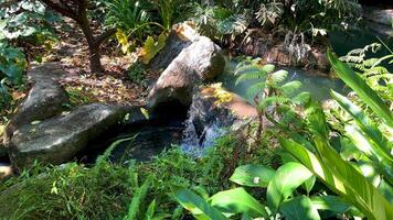 Lush greenery surrounds a tranquil waterfall scene video