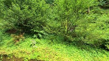 Lush greenery beside a tranquil canal path video