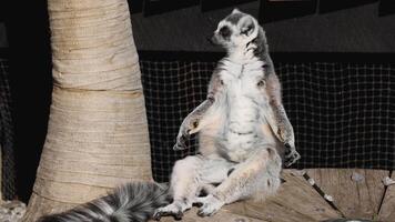 Lemur sitting and moving slightly on a platform video