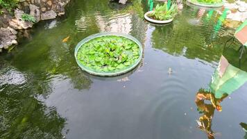 Peaceful pond with greenery and architecture video