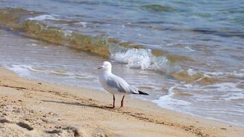 A seagull walks and flaps its wings on a sandy beach with gentle waves under bright daylight video