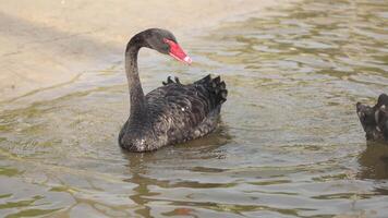 Elegant black swans interacting in calm waters video