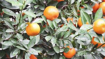 A close-up view of oranges growing on branches video