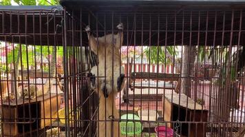 Squirrel in cage reaching for food container video