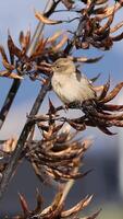 A sparrow sits on a dry branch, surrounded by a serene outdoor environment with clear lighting and a calm atmosphere video